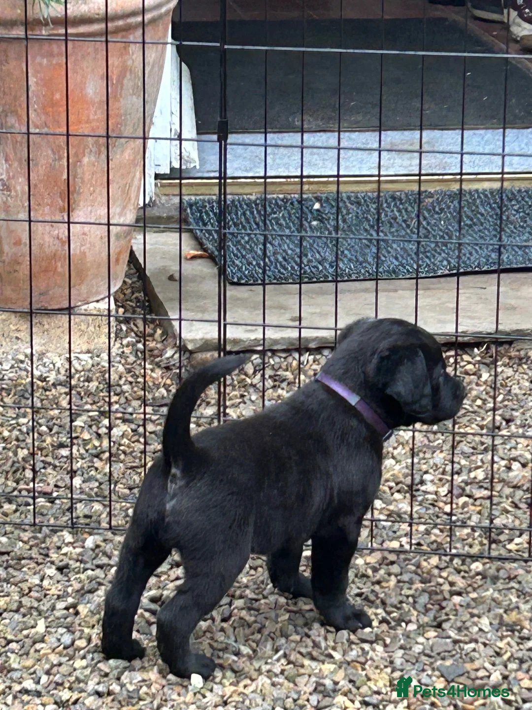Labrador Retriever dogs for sale: Labrador puppies- TWO BOYS AVAILABLE  - Advert 2