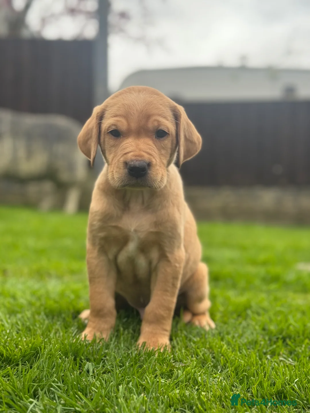Labrador Retriever dogs for sale:  KC registered fox red lab puppies 1 FEMALE LEFT ! - Advert 2