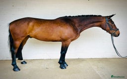 Irish Sports horses for sale: UNCOMPLICATED happy hacker / seasoned hunter  - Image 3