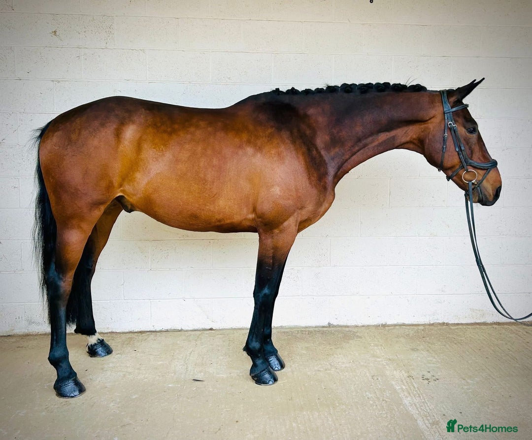 Irish Sports horses for sale: UNCOMPLICATED happy hacker / seasoned hunter  - Image 3