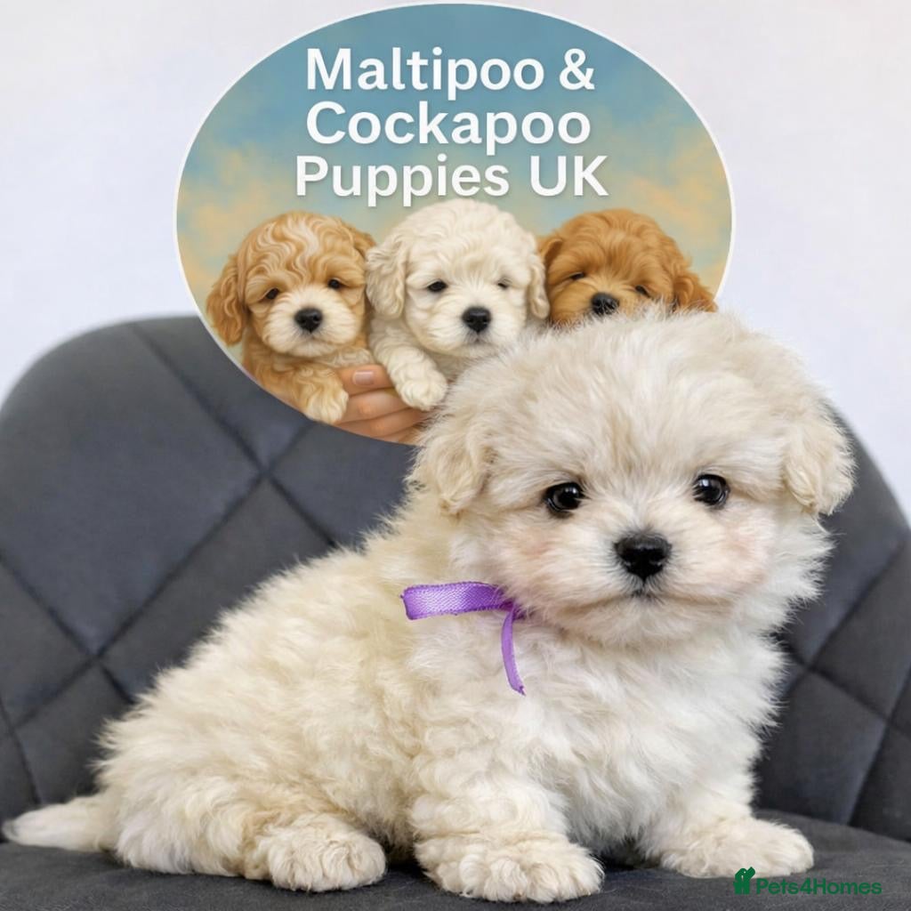 Maltipoo dogs True Mini Maltipoo F1 Puppies – Babyface Girls - Advert 6