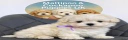 Maltipoo dogs for sale: True Mini Maltipoo F1 Puppies – Babyface Girls - Advert 1