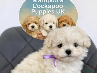 Maltipoo dogs True Mini Maltipoo F1 Puppies – Babyface Girls - Advert 6
