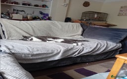 British Shorthair cats for sale: Munchkin  - Image 3