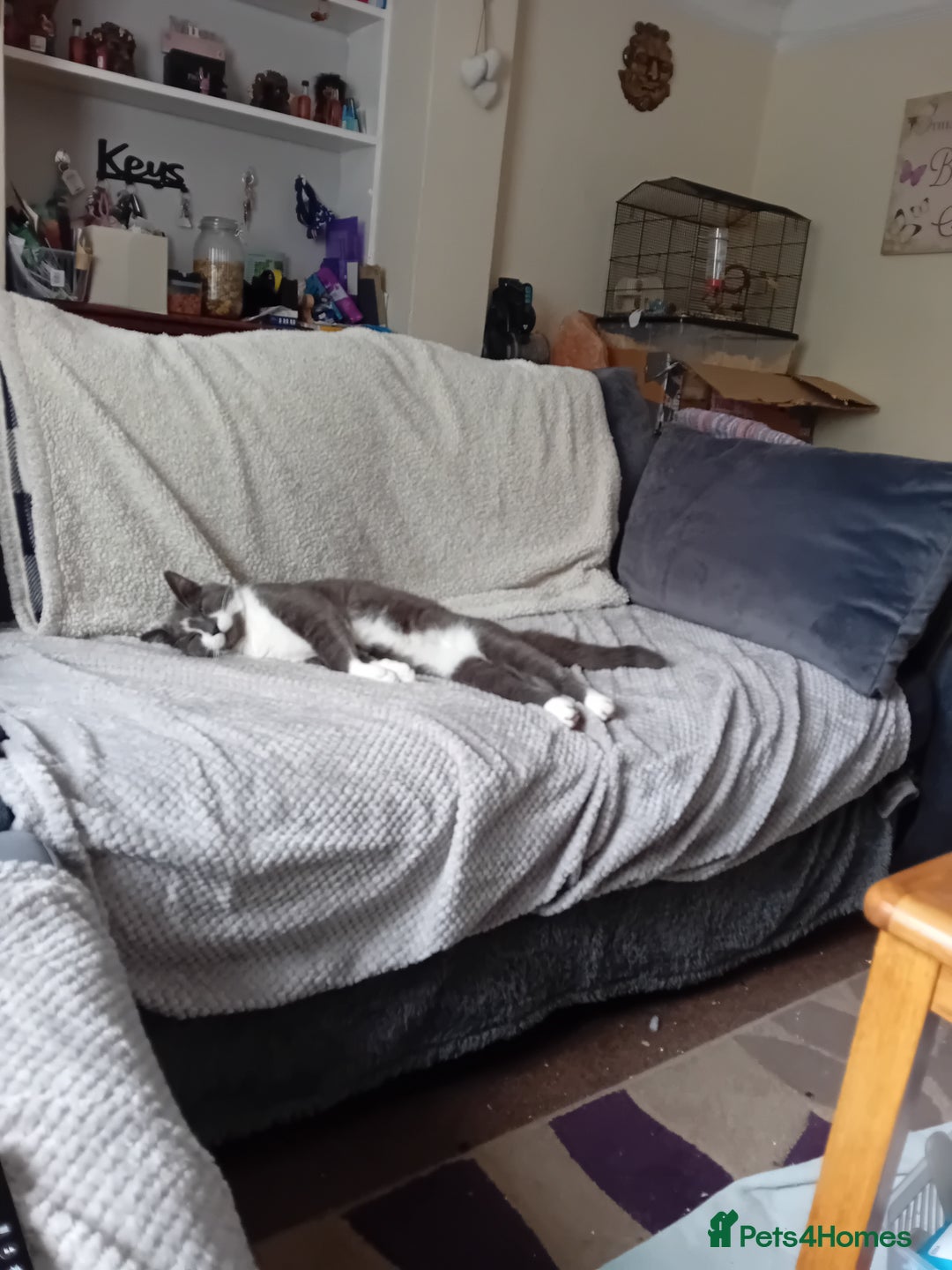 British Shorthair cats for sale: Munchkin  - Image 3