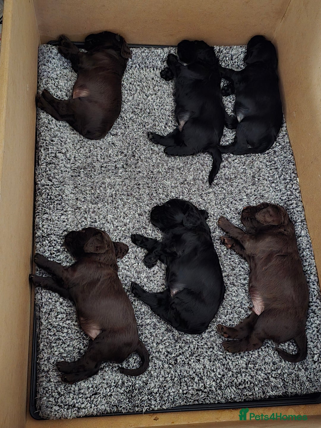Cocker Spaniel dogs for sale: Working Cocker Spaniels - Image 11