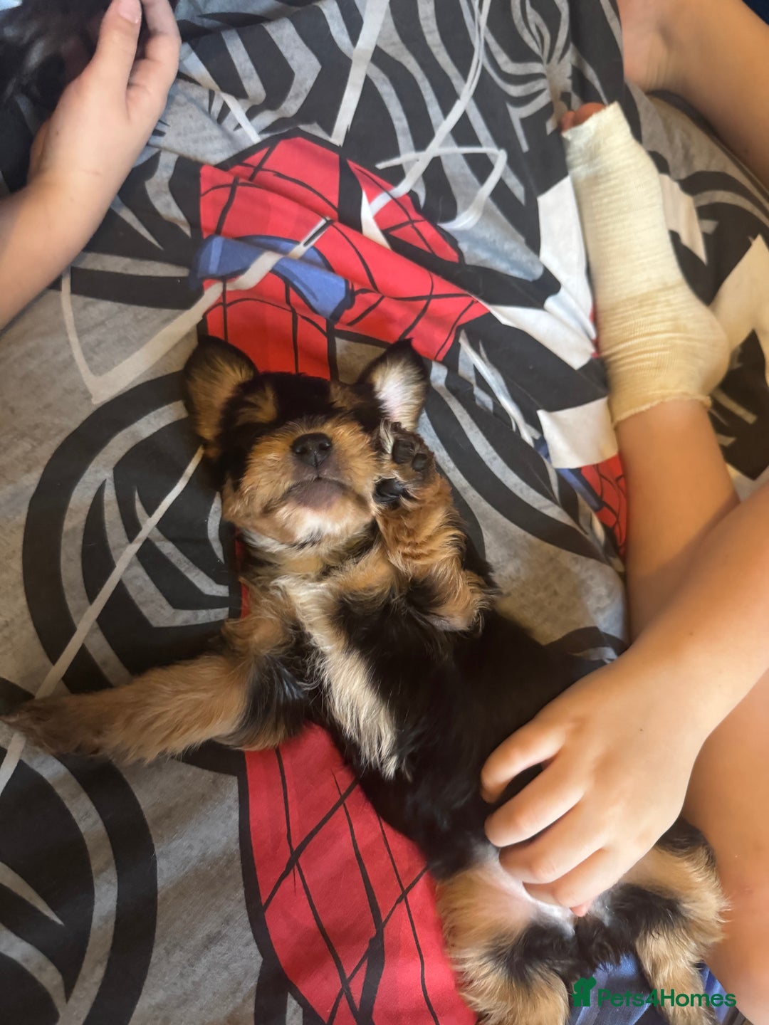 Mixed Breed dogs for sale:  Yorkshire terrier/ lhaso Apso hybrid pups - Advert 11