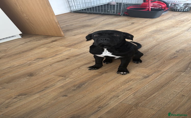 Cane Corso dogs - Advert 1