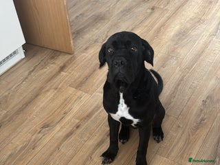 Cane Corso dogs - Advert 1