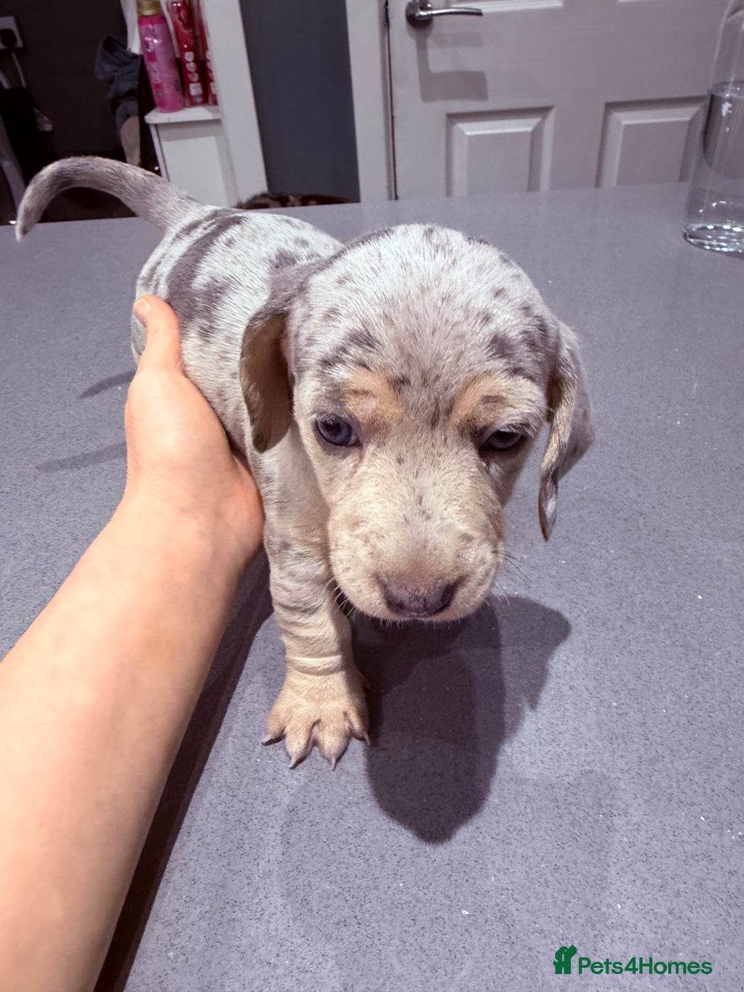 Dachshund dogs for sale: Family dogs first puppies - stunning Dachshunds  - Advert 13