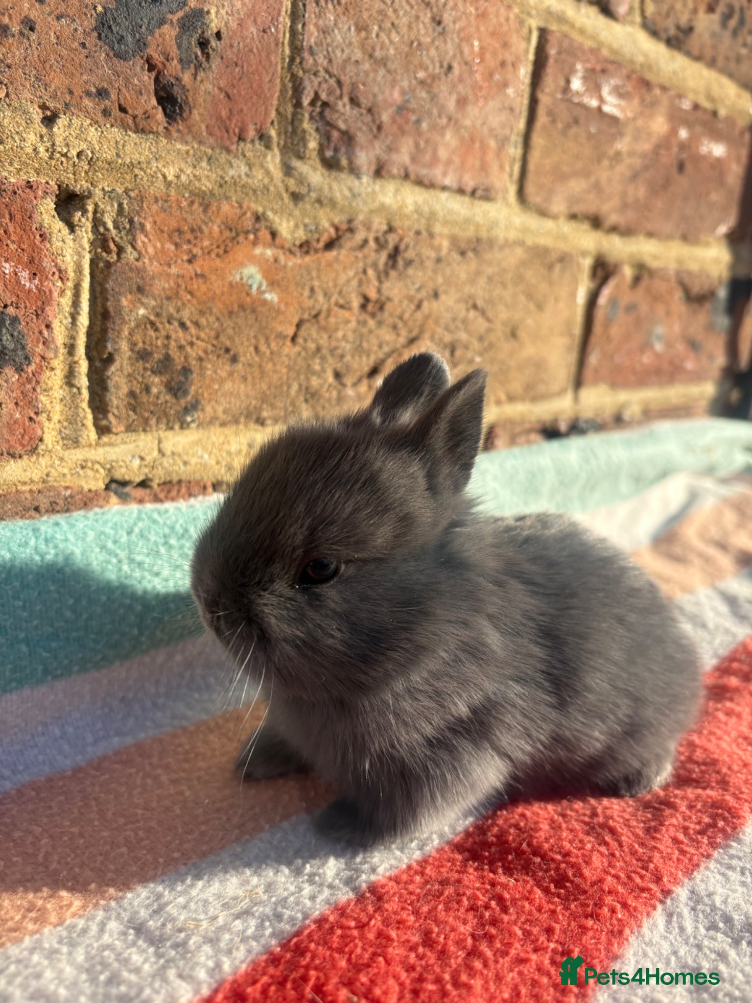 Netherland Dwarf rabbits Sweet Netherland dwarf bunnies  - Advert 17