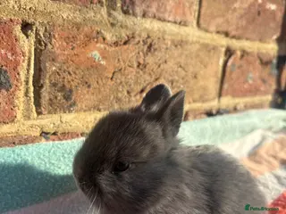 Netherland Dwarf rabbits Sweet Netherland dwarf bunnies - Advert 17