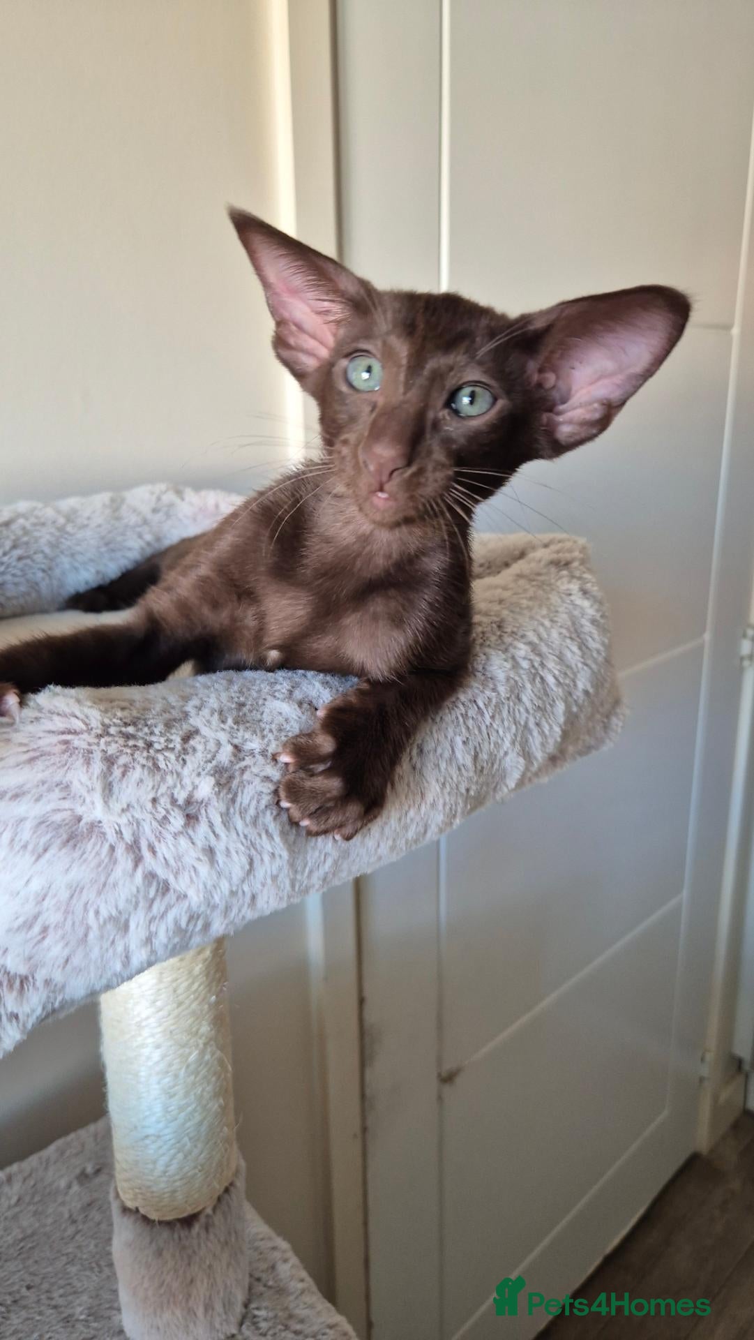 Oriental cats GCCF Registered Oriental and Siamese Kittens - Advert 1