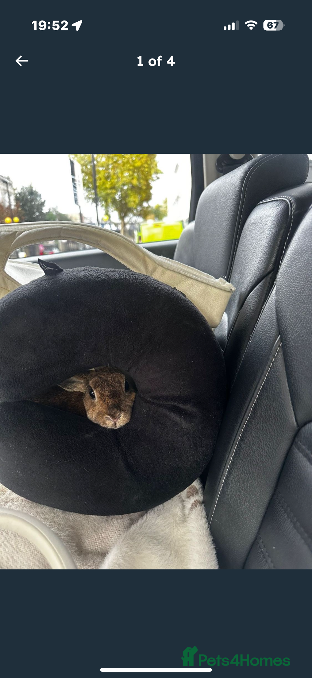 Rex rabbits for sale: Mini Rex bunny  - Advert 3