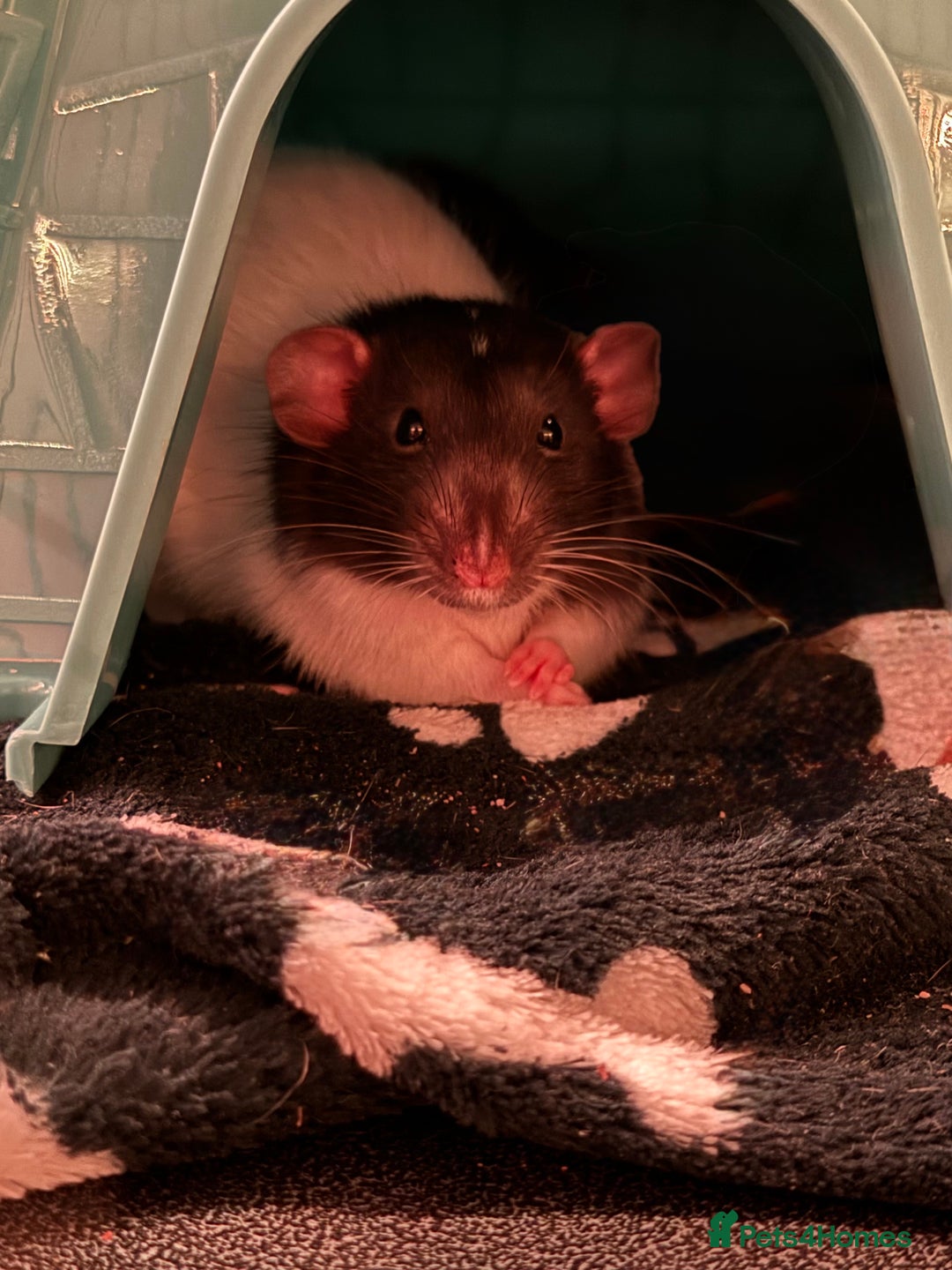 Rat rodents for sale: Male rats - Advert 4