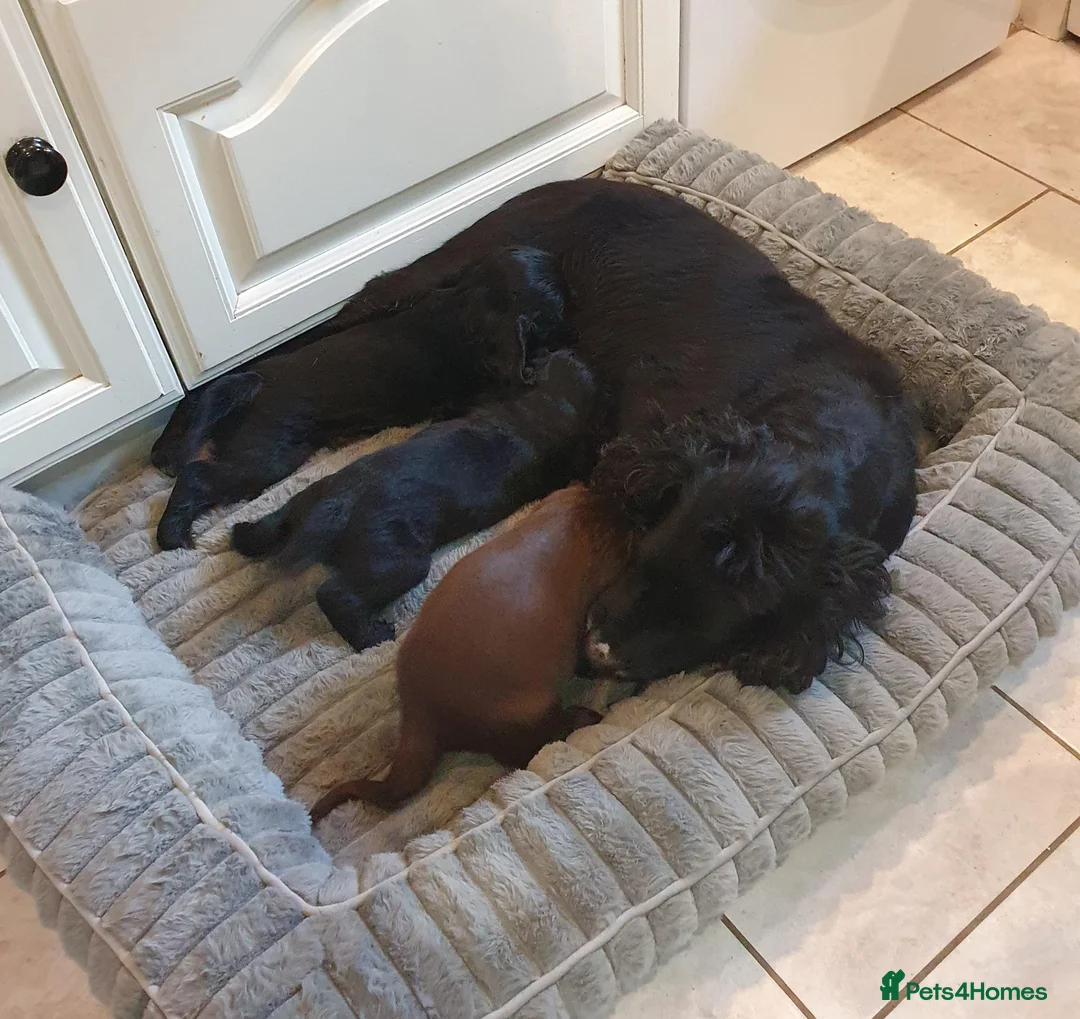 Cocker Spaniel dogs for sale: WORKING COCKER SPANIEL PUPPIES–EXCELLENT PEDIGREE - Advert 13