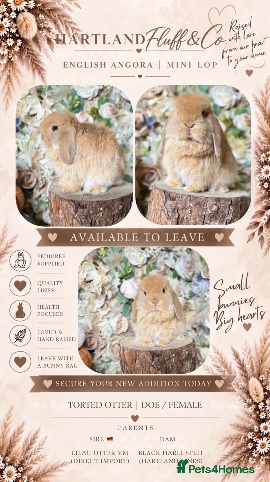 Mini Lop rabbits for sale: Mini lop babies  - Advert 2