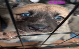 Shepsky dogs for sale: 3 Beautiful Female Bi-eyed Shepsky puppies  - Image 12