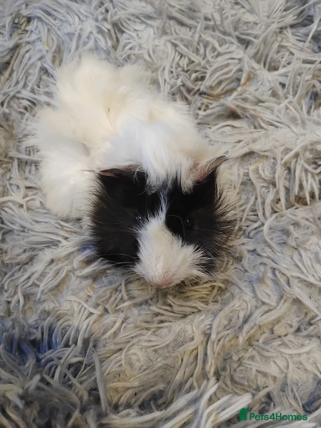 Guinea Pig rodents for sale: Baby guinea pigs x4 - Advert 6