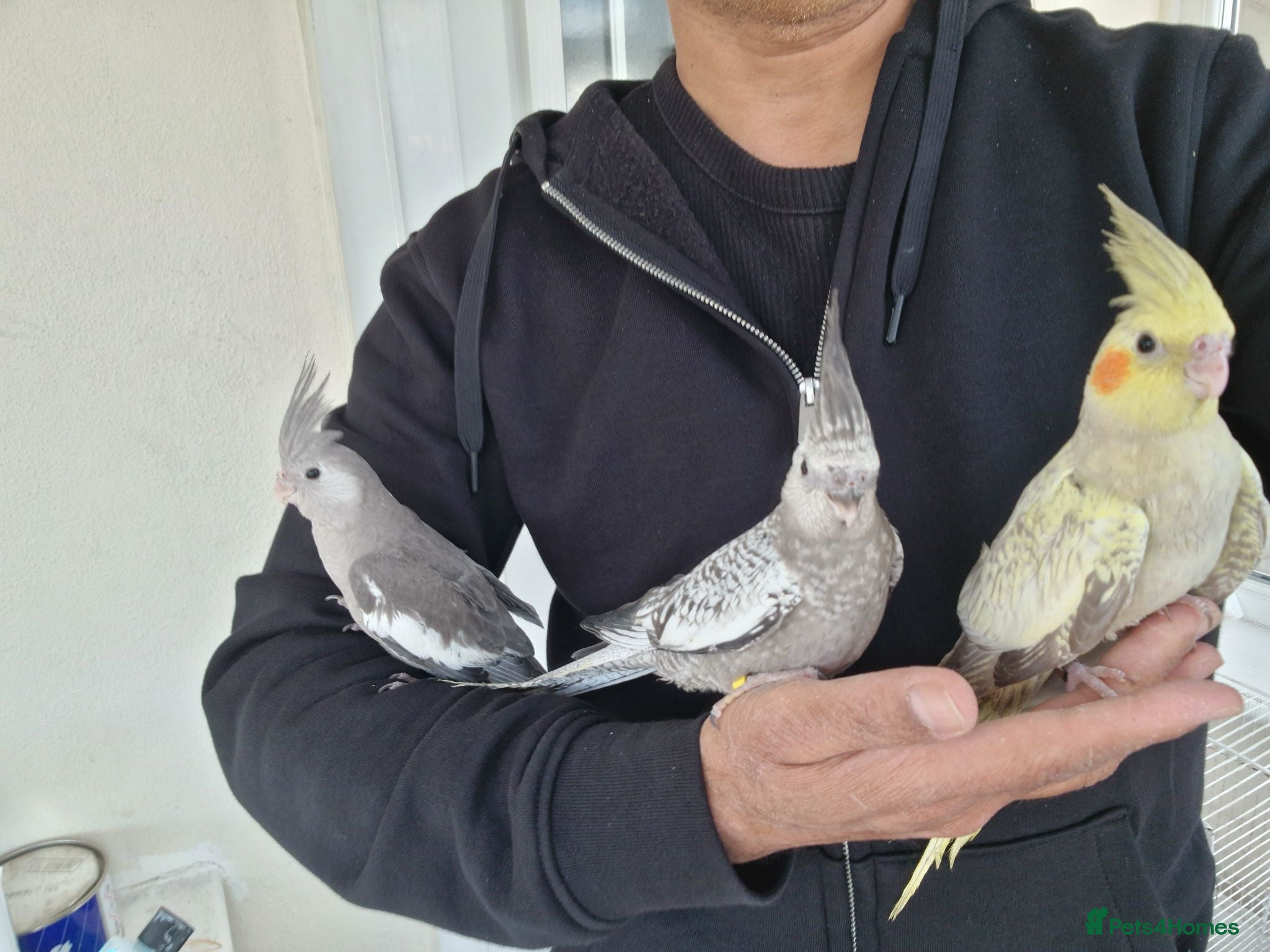 Cockatiels birds Super hand tamed baby cockatiels  - Advert 7