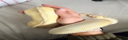 Python Snake reptiles for sale: ball python + full setup  - Advert 1
