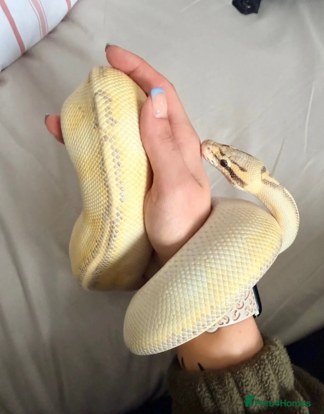 Python Snake reptiles for sale: ball python + full setup  - Advert 1
