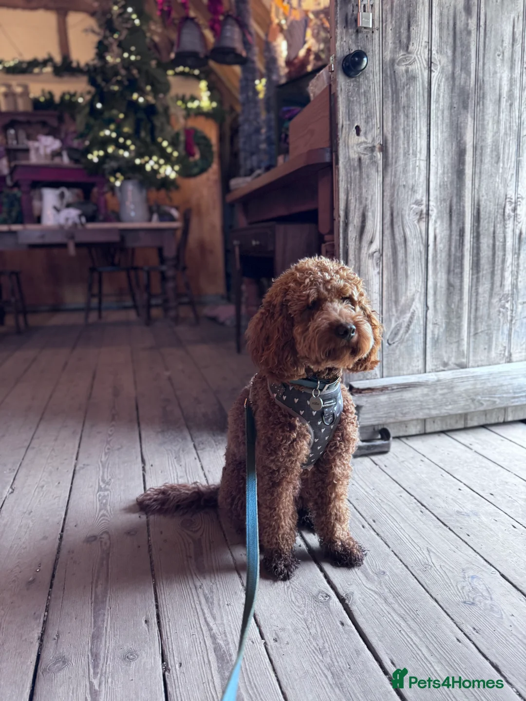 Cockapoo dogs for sale: Loving 14 m/o Cockapoo Seeking the Right Home - Advert 5