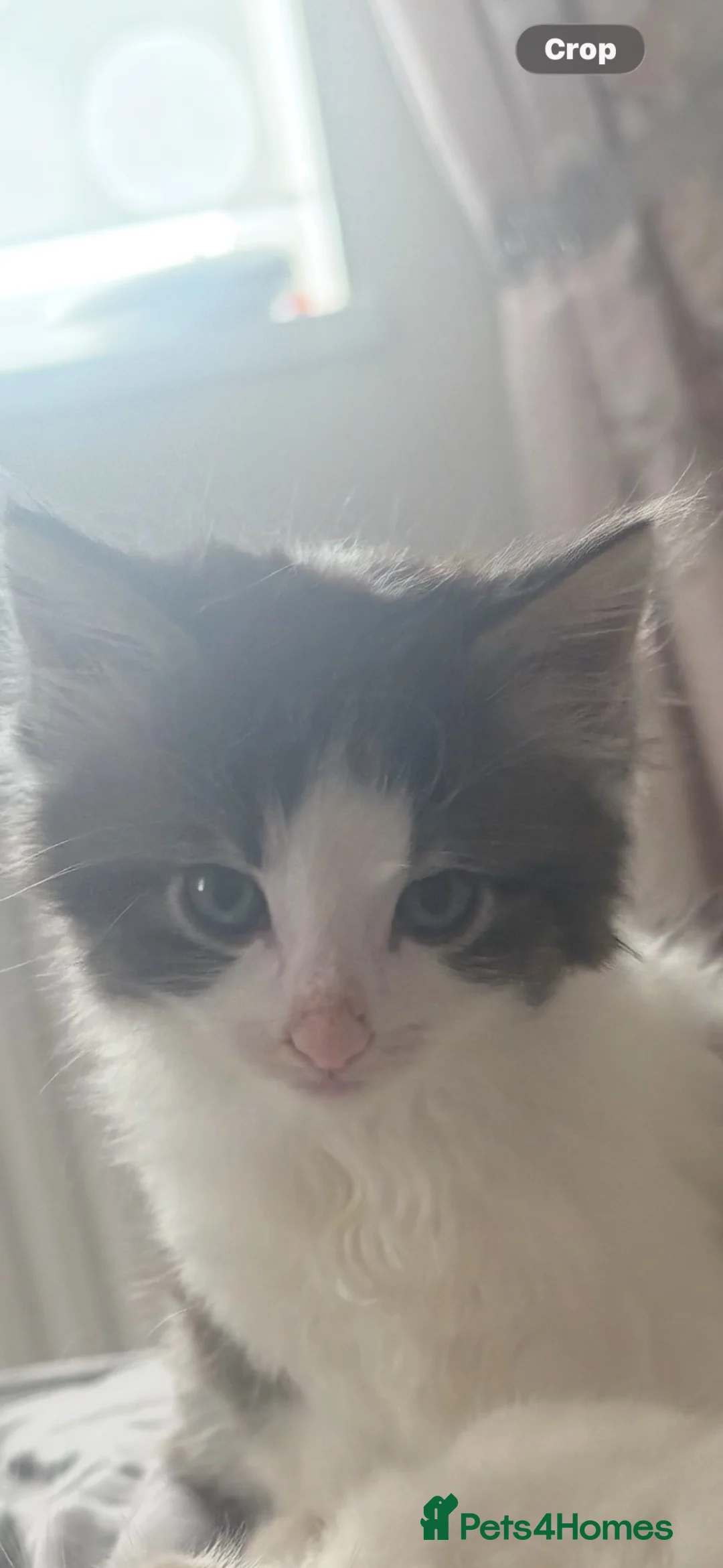 British Longhair cats for sale: 2 beautiful fluffy kittens for sale  - Advert 2