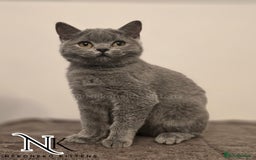 British Shorthair cats for sale: GORGEOUS GCCF REG TEDDYS 🐻🧸 READY TO LEAVE ❗️❗️ - Image 24