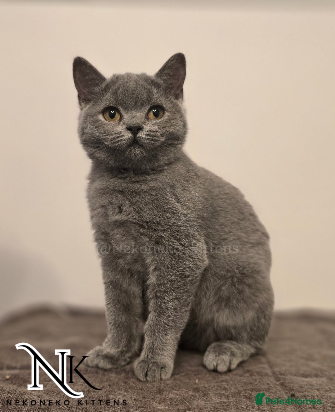 British Shorthair cats for sale: GORGEOUS GCCF REG TEDDYS 🐻🧸 READY TO LEAVE ❗️❗️ - Image 24