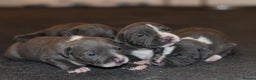 Staffordshire Bull Terrier dogs for sale: Stunning KC Staffordshire bull terrier puppies - Advert 8