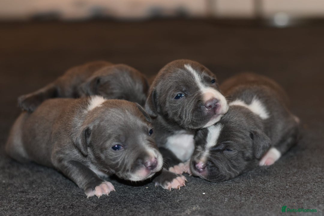 Staffordshire Bull Terrier dogs for sale: Stunning KC Staffordshire bull terrier puppies - Advert 8