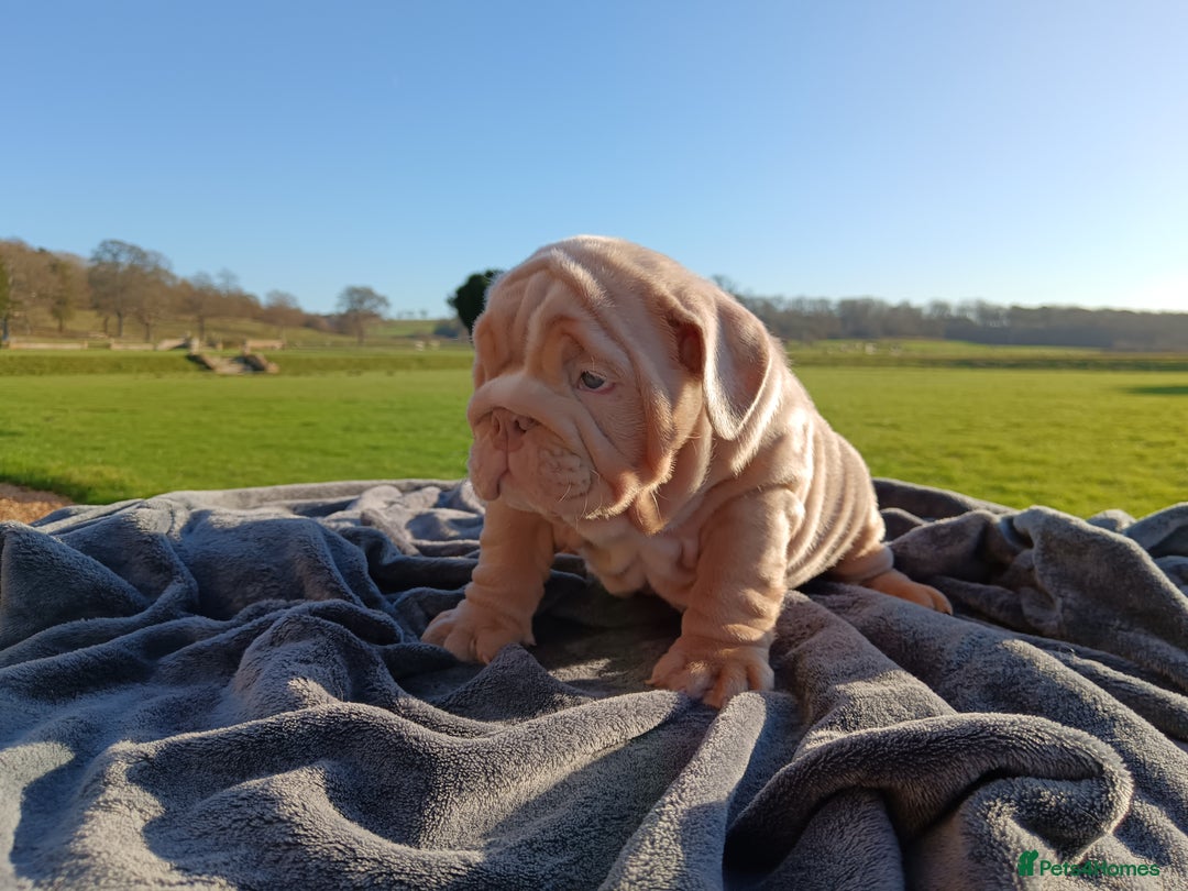 English Bulldog dogs for sale: 2 stunning males from the world famous Mr muscle  - Advert 9