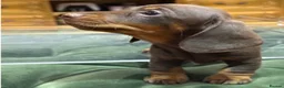 Miniature Dachshund dogs for sale: Superb Quality babies in Sleaford - Advert 10