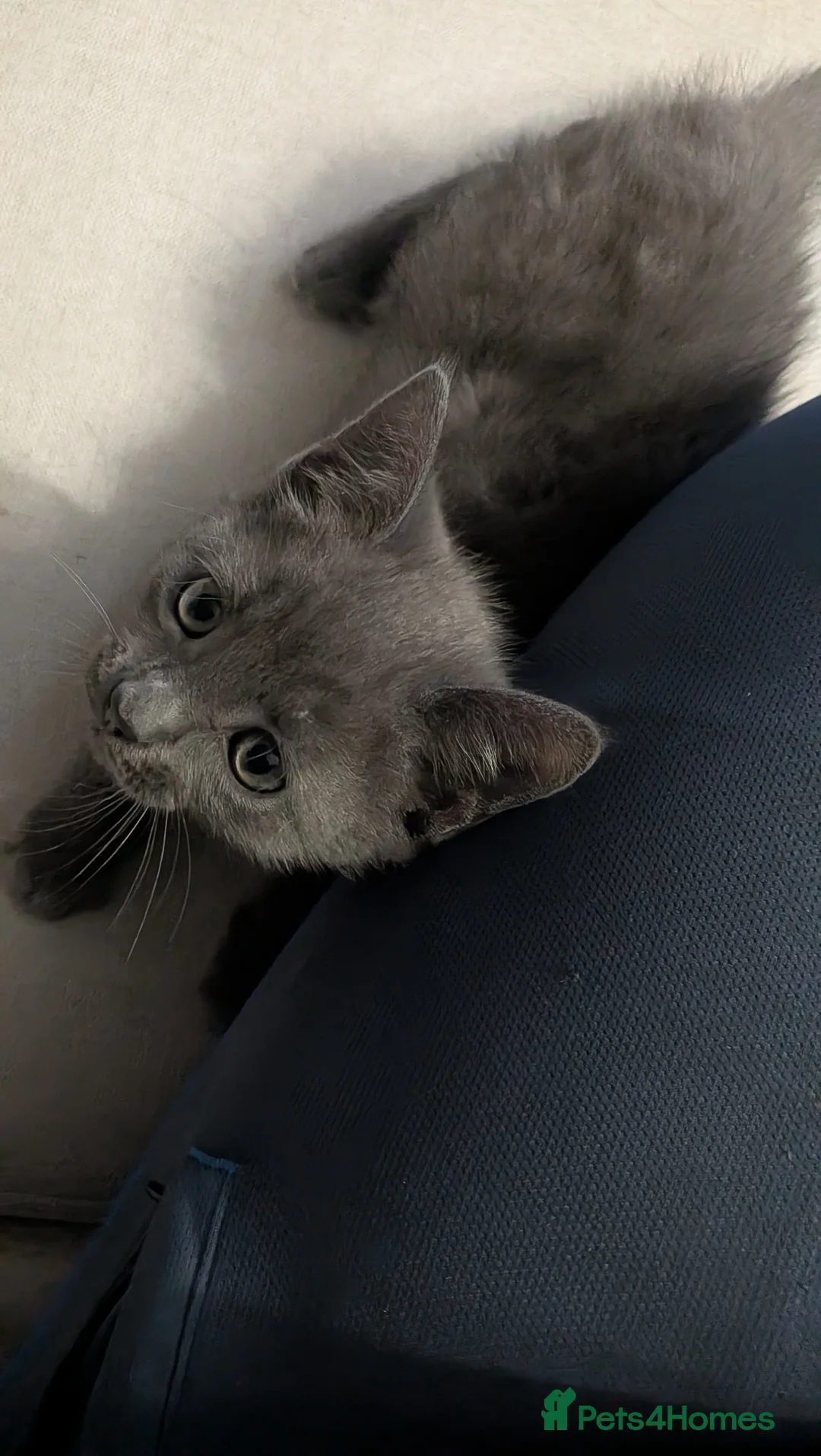 Mixed Breed cats for sale: Playful Kittens Ready for New Homes! 🐾 - Advert 2