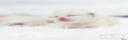 Ragdoll cats for sale: Ragdoll Kitten Boy | CHAMPION PARENTS TICA - Advert 8