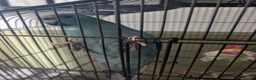 Parrots birds for sale: Young male kakariki - Advert 3
