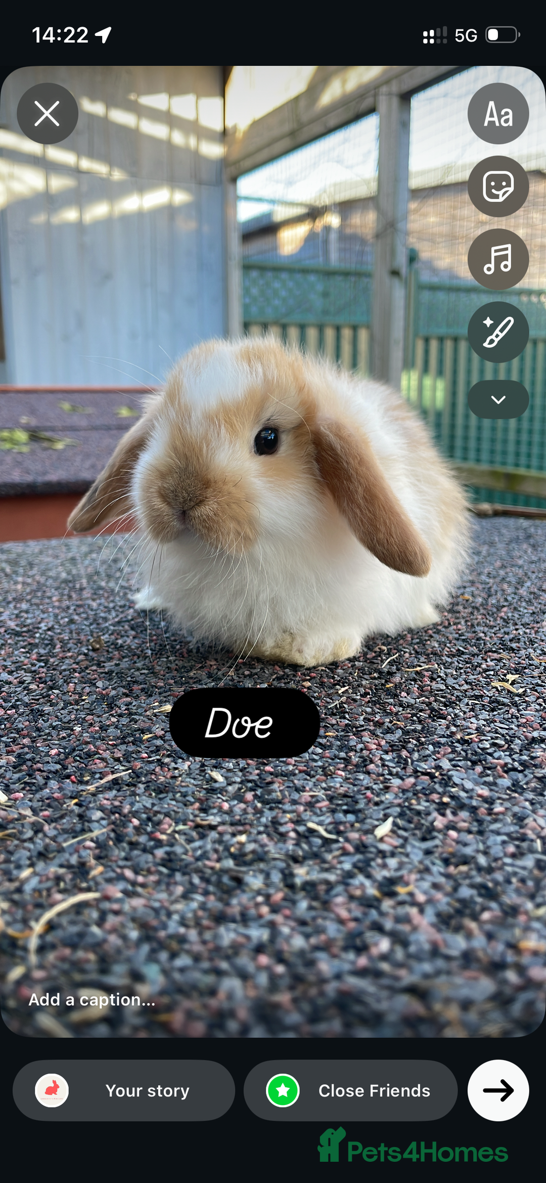 Mini Lop rabbits for sale: Beautiful mini lops looking for their forever home - Advert 2