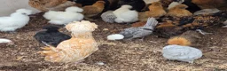 Chickens poultry for sale: Pure breed bantoms - Advert 1