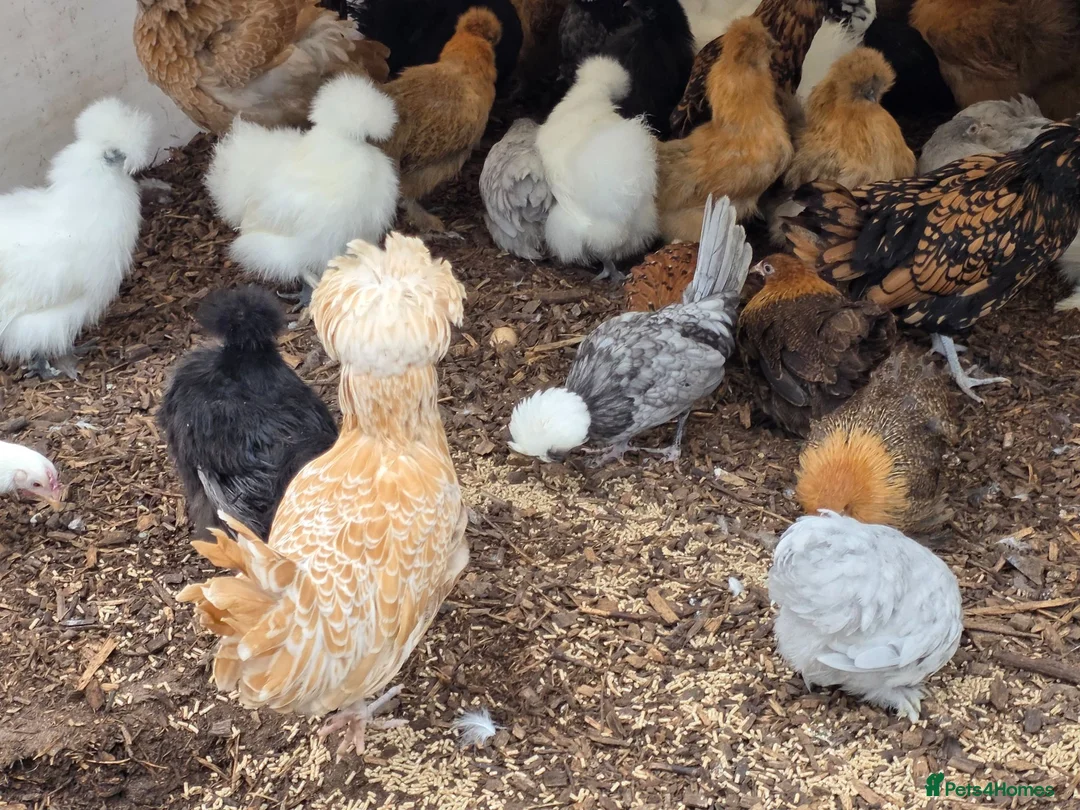 Chickens poultry for sale: Pure breed bantoms - Advert 1