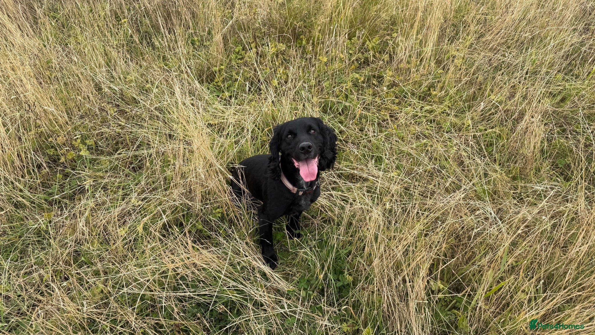Labradoodle dogs Labradoodle needs to a new lovely home - Advert 2