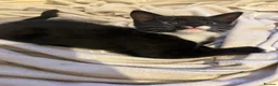 Mixed Breed cats for sale: Female white boots kitten - Advert 2