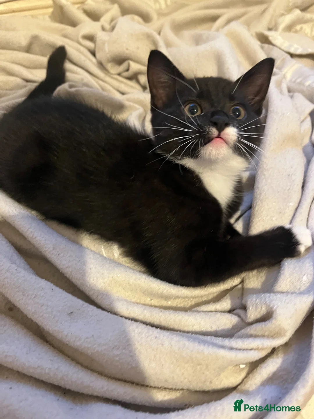 Mixed Breed cats for sale: Female white boots kitten - Advert 2