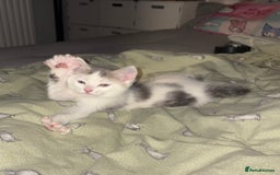 Mixed Breed cats for sale: 4 cheeky kittens ready for their new homes  - Image 6