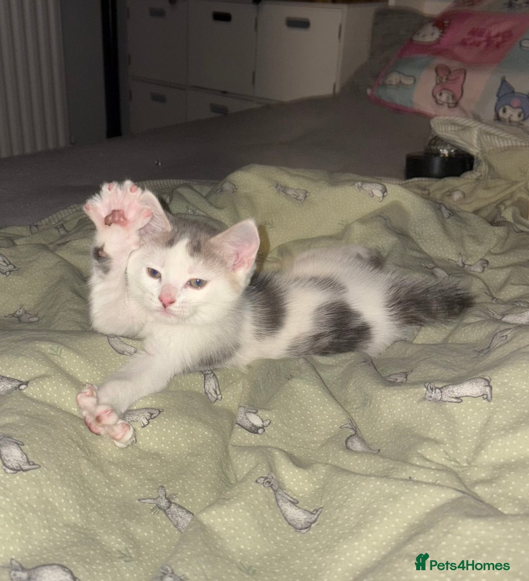 Mixed Breed cats for sale: 4 cheeky kittens ready for their new homes  - Image 6