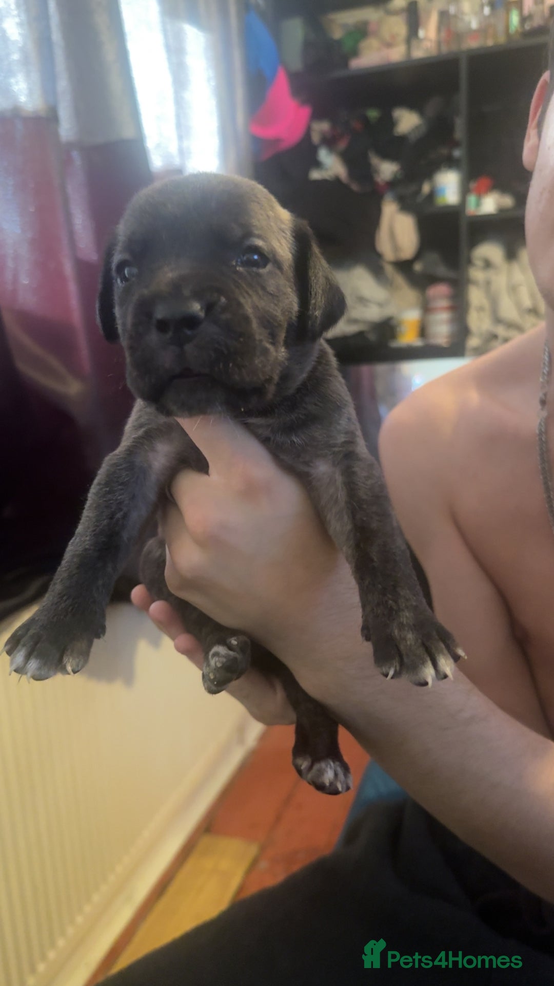 Cane Corso dogs for sale: Puppies - Image 2