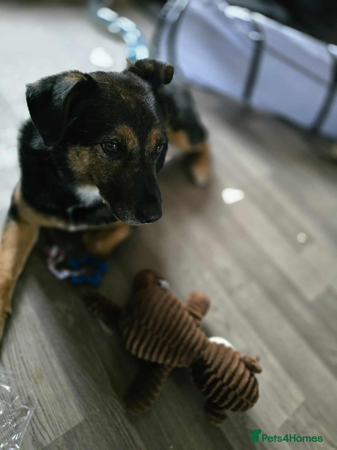 Mixed Breed dogs for adoption: Bumble for adoption - Advert 3