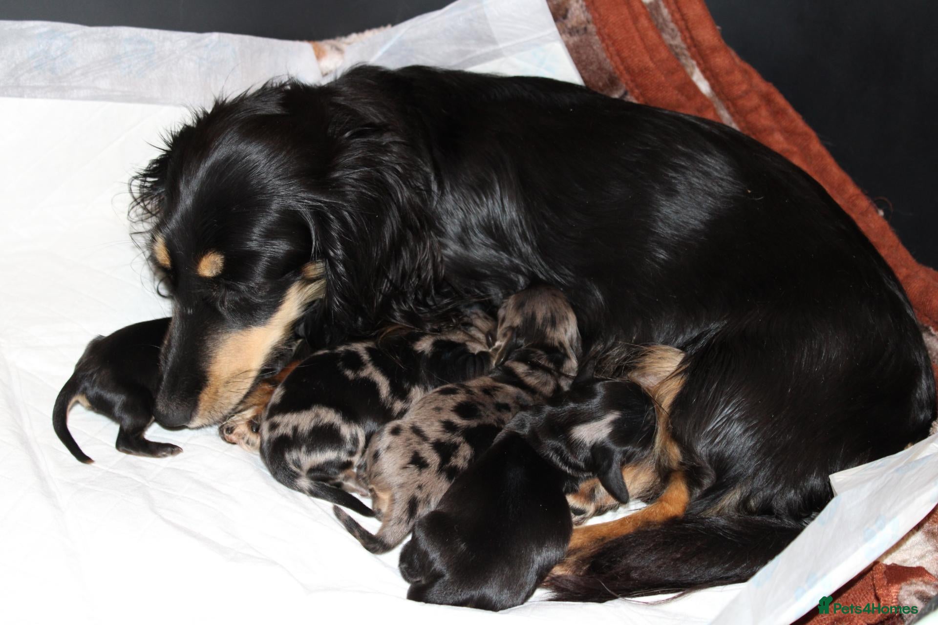 Miniature Dachshund dogs Creams kc registred  - Advert 1