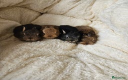 Netherland Dwarf rabbits for sale: Netherland Dwarf bunnies - Image 4