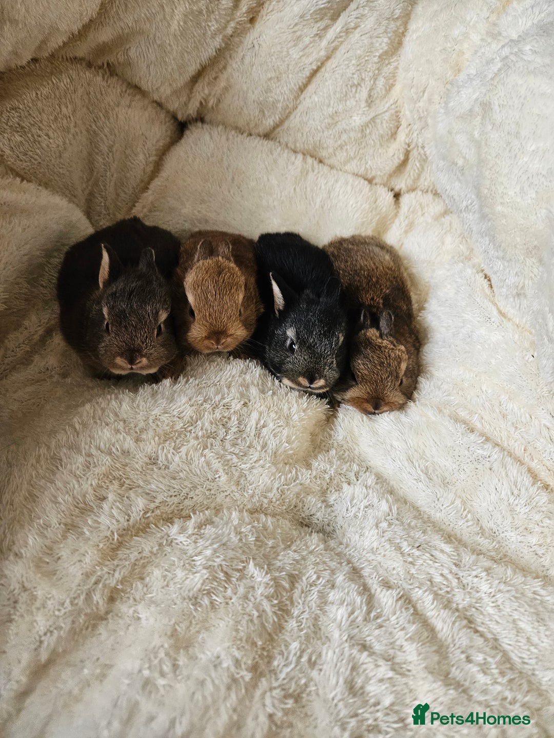 Netherland Dwarf rabbits for sale: Netherland Dwarf bunnies - Image 4